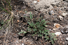 Phacelia mutabilis