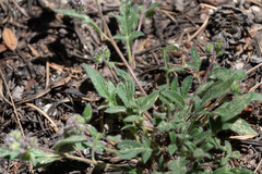 Phacelia mutabilis