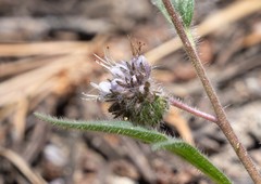 Phacelia mutabilis