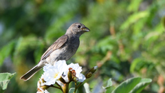 Passerina versicolor
