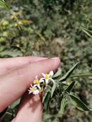 Solanum chenopodioides