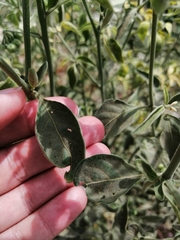 Solanum chenopodioides