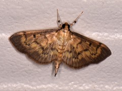 Herpetogramma fluctuosalis