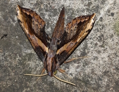 Xylophanes ceratomioides