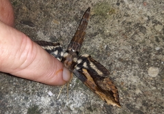 Xylophanes ceratomioides