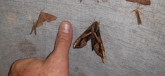 Xylophanes ceratomioides