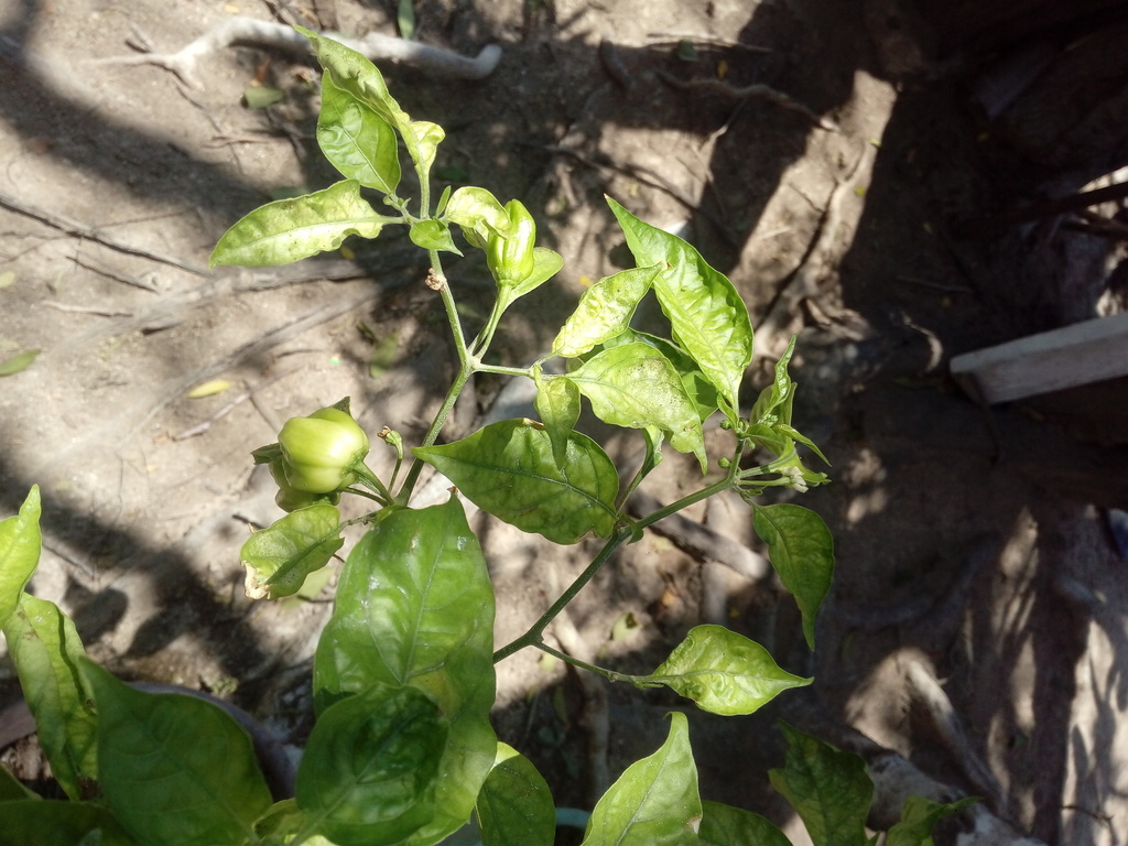 Capsicum chinense, Santa María Huatulco, Oax., México