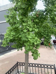 Ginkgo biloba