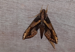Xylophanes ceratomioides