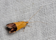 Crocanthes micradelpha