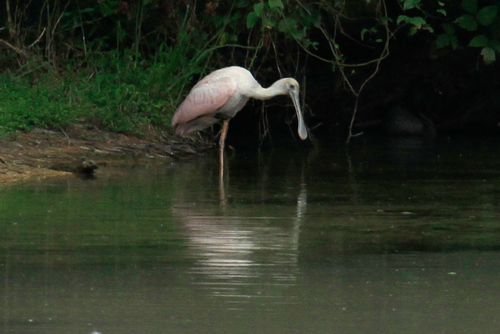 Roseate Spoonbill photographed in North Carolina