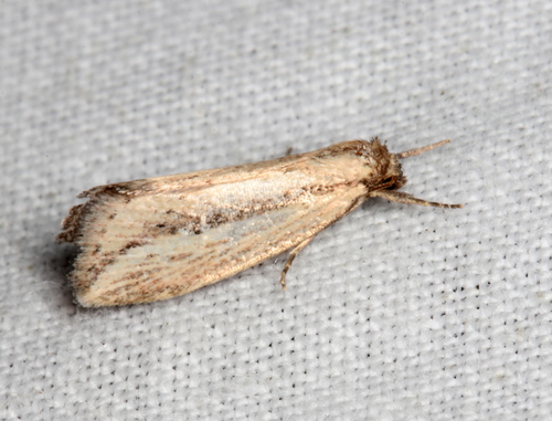 Acrapex albicostata