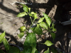 Capsicum chinense