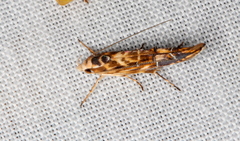 Trachydora chrysodoxa