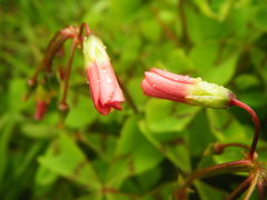 Oxalis tetraphylla