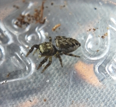 Pelegrina flavipes