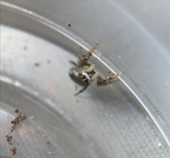 Pelegrina flavipes