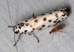 Ethmia clytodoxa