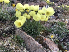 Papaver pseudocanescens