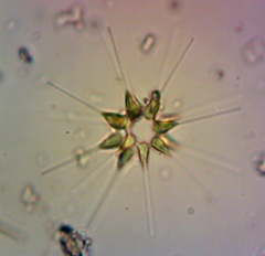 Asterionellopsis glacialis