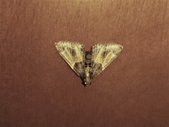 Pyralis farinalis