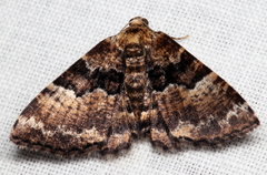 Aporoctena scierodes