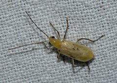 Mimastra gracilis