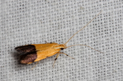 Crocanthes micradelpha