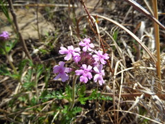 Glandularia canadensis