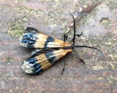 Calopteron bifasciatum