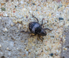 Pseudocneorhinus obesus