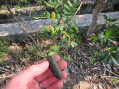 Vachellia choriophylla