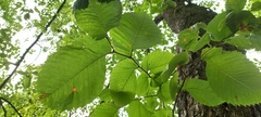 Ulmus laevis