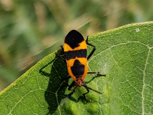 Large Milkweed Bug photographed in Indiana