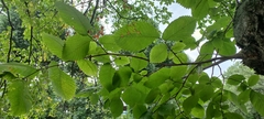 Ulmus laevis