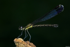 Calocypha laidlawi