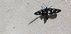 Amata mestralii