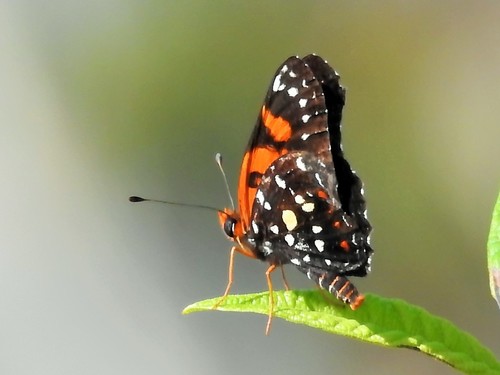 Cuban checkerspot