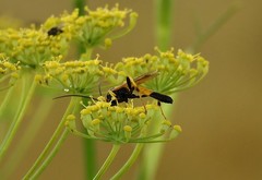Ichneumon xanthorius