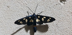 Amata mestralii