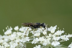 Ectemnius lituratus