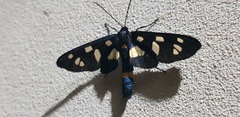 Amata mestralii