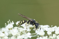 Ectemnius lituratus