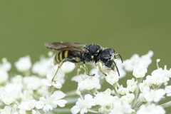 Ectemnius lituratus