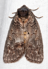 Discophlebia celaena