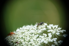 Ectemnius lituratus