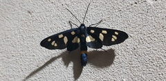 Amata mestralii