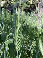 Triticum aestivum
