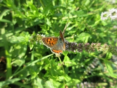 Lycaena phlaeas