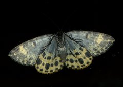 Arichanna sparsa